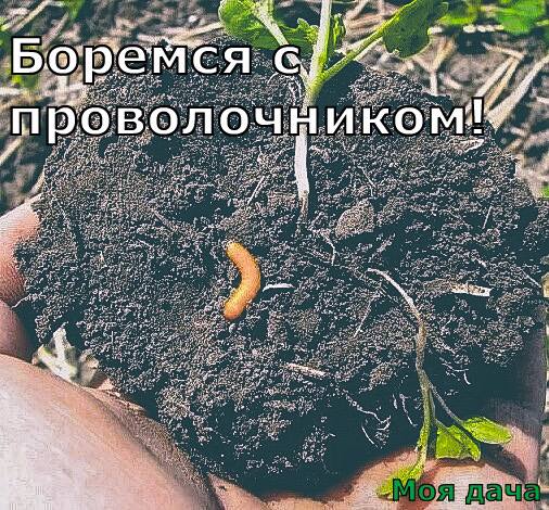 Боремся с проволочником 🪱