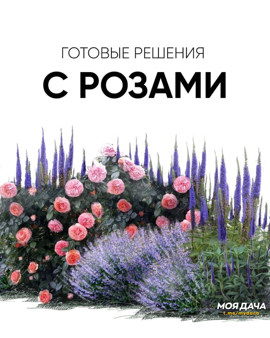 Идеи готовых композиций с розами — украсьте свой летний сад без лишних хлопот 🌷