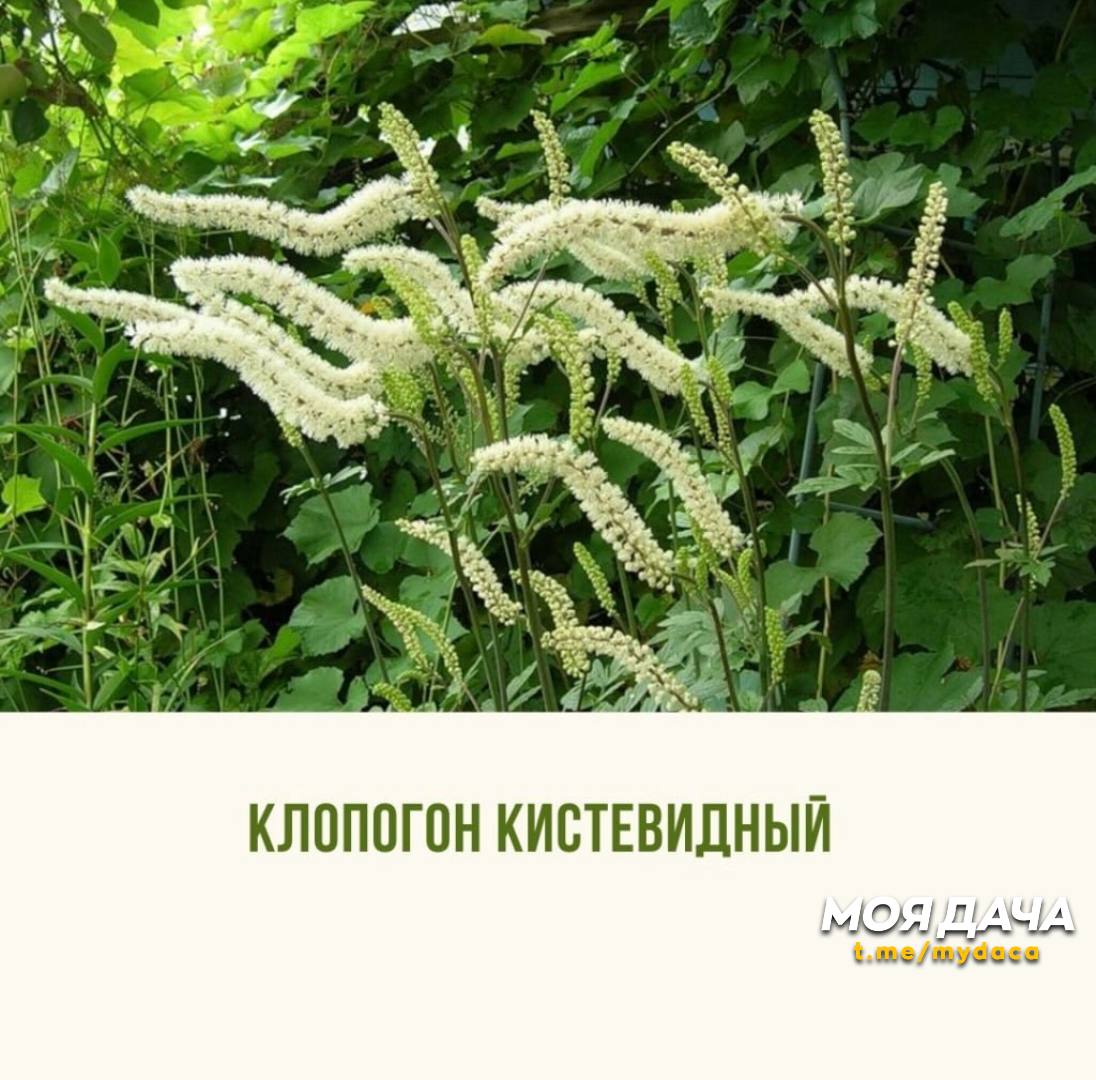 Цветник в белых тонах 🤍