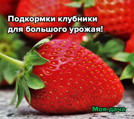 Подкормки клубники для большого урожая!