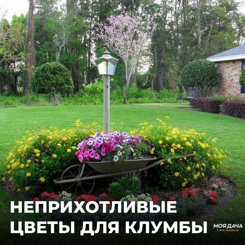 Эффектные и неприхотливые: какие цветы высадить на клумбы, чтобы было меньше хлопот? 🧐