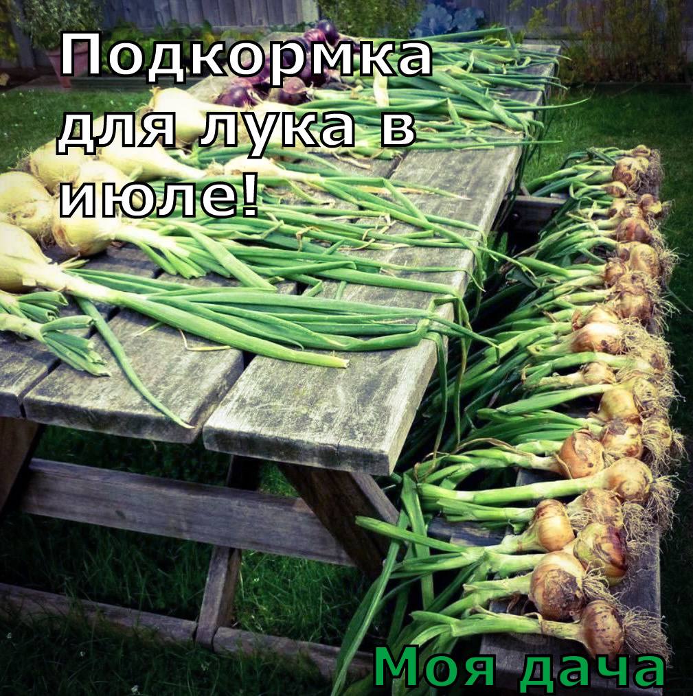 Подкормка для лука в июле 🧅