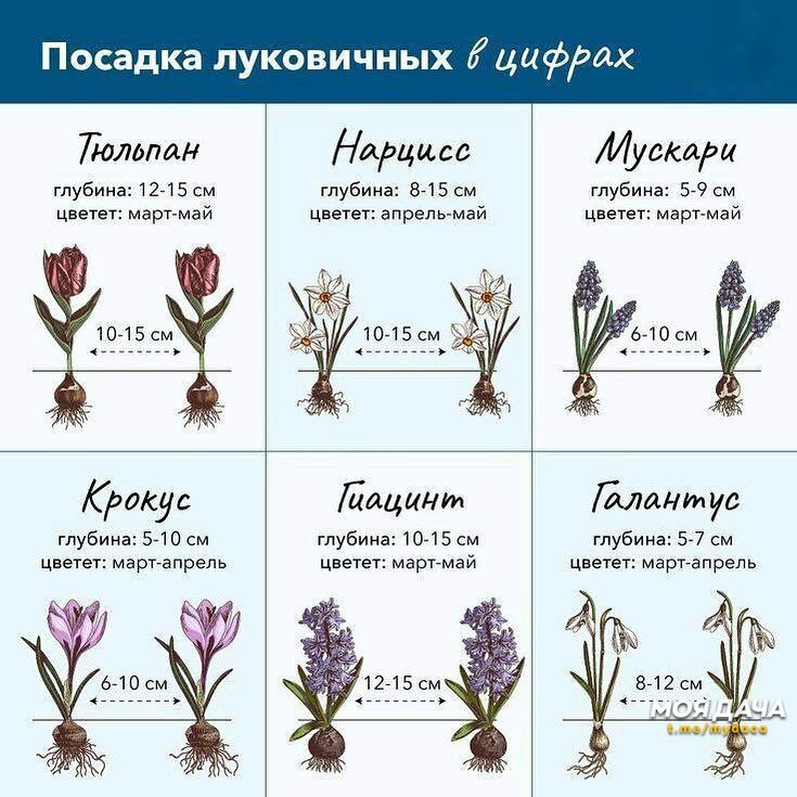 Посадка луковичных в цифрах 🌺