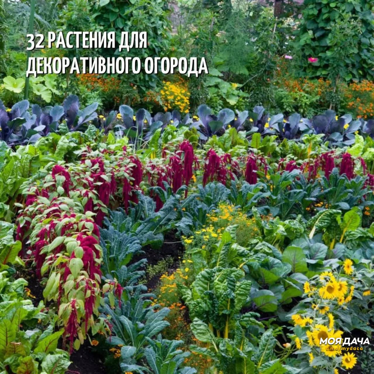 32 растения для декоративного огорода 🔝