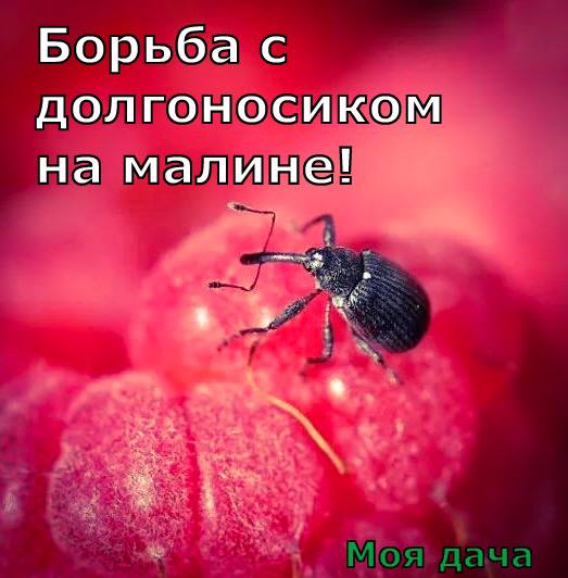 Борьба с долгоносиком на малине 🍓