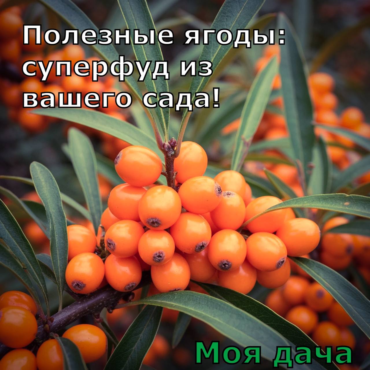 Полезные ягоды: суперфуд из Вашего сада 🍇