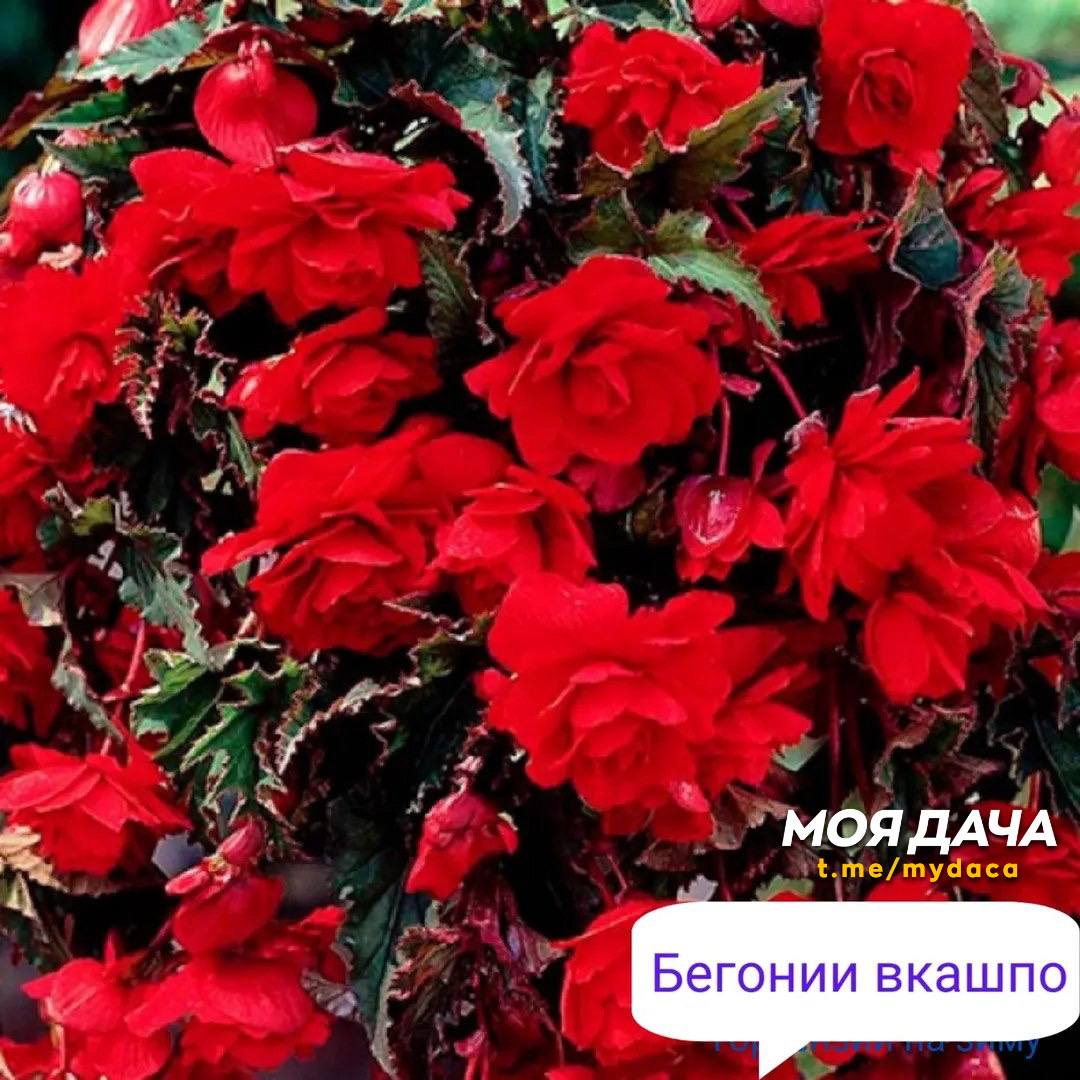 Бегонии в кашпо 💐