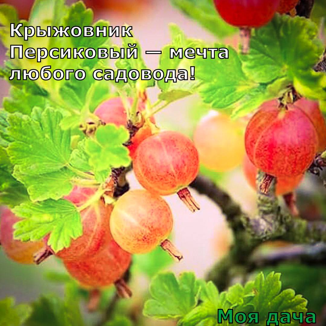 Крыжовник Персиковый — мечта любого садовода 🍈