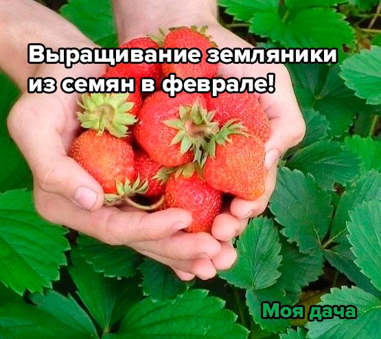 Выращивание земляники из семян в феврале! 🍓 Земляника садовая, которую у нас принято называть клубникой – одна из сам...