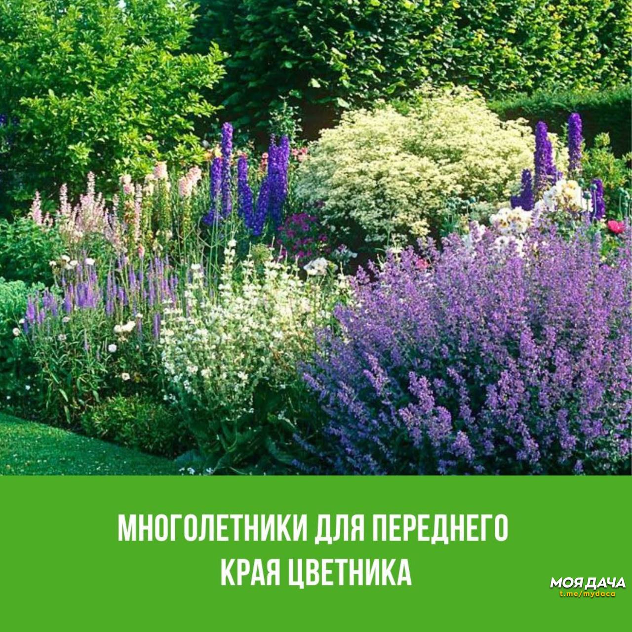 Многолетники для переднего края цветника 🌸