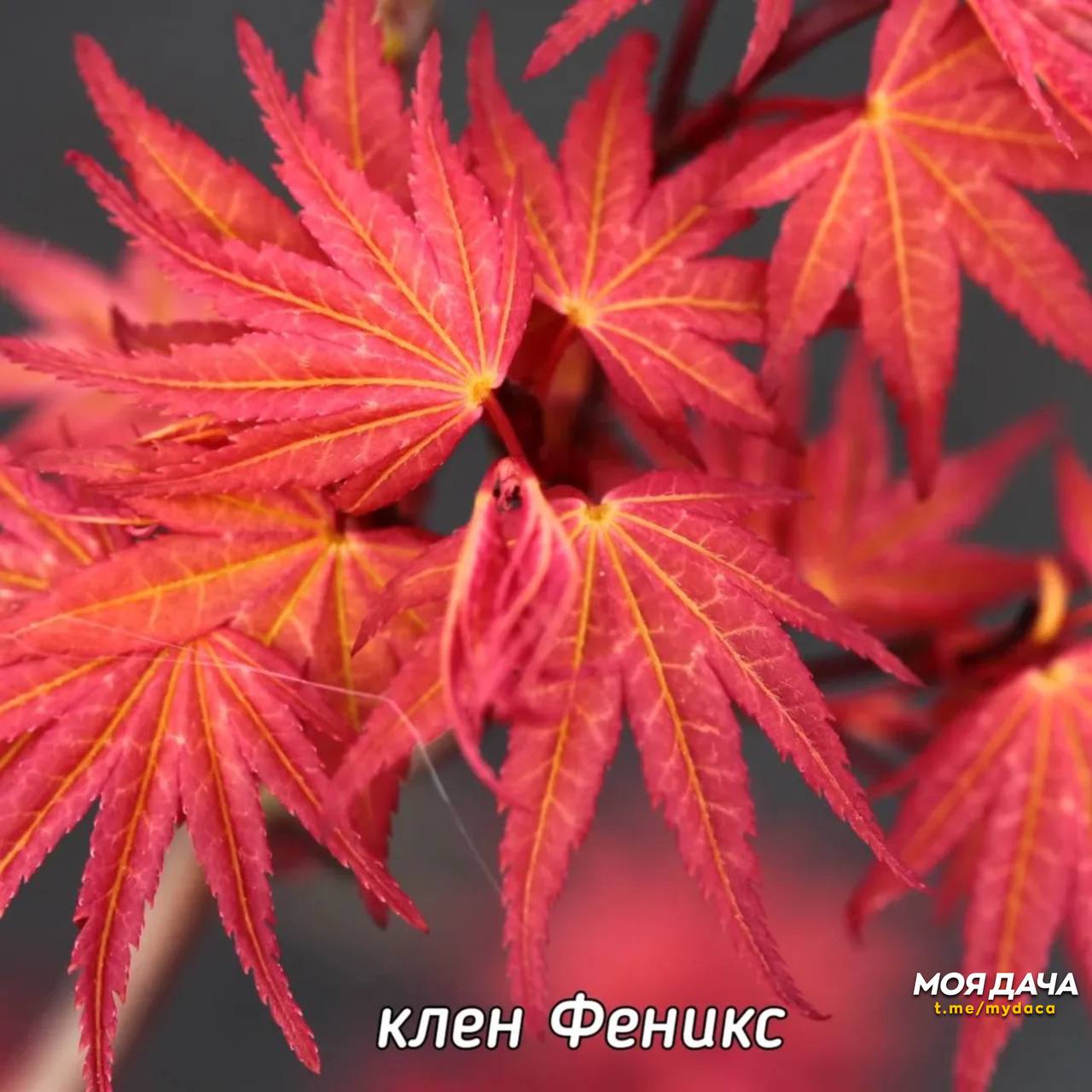 Необычные сорта клёна 🍁