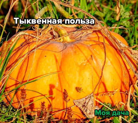 Тыквенная польза