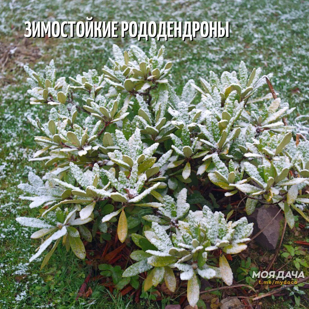 11 самых зимостойких рододендронов