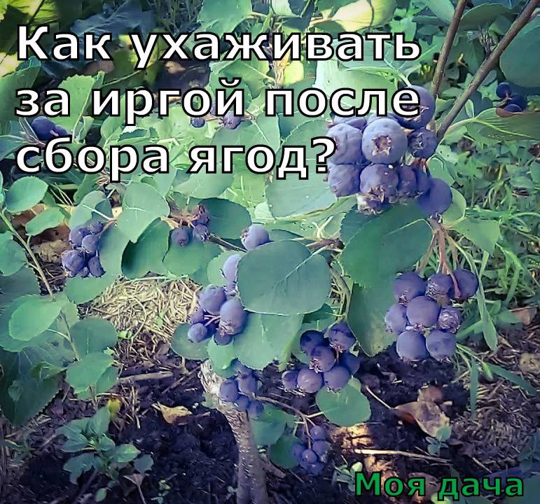 Как ухаживать за иргой после сбора ягод? 🫐