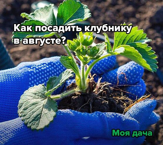 Как посадить клубнику в августе 🍓
