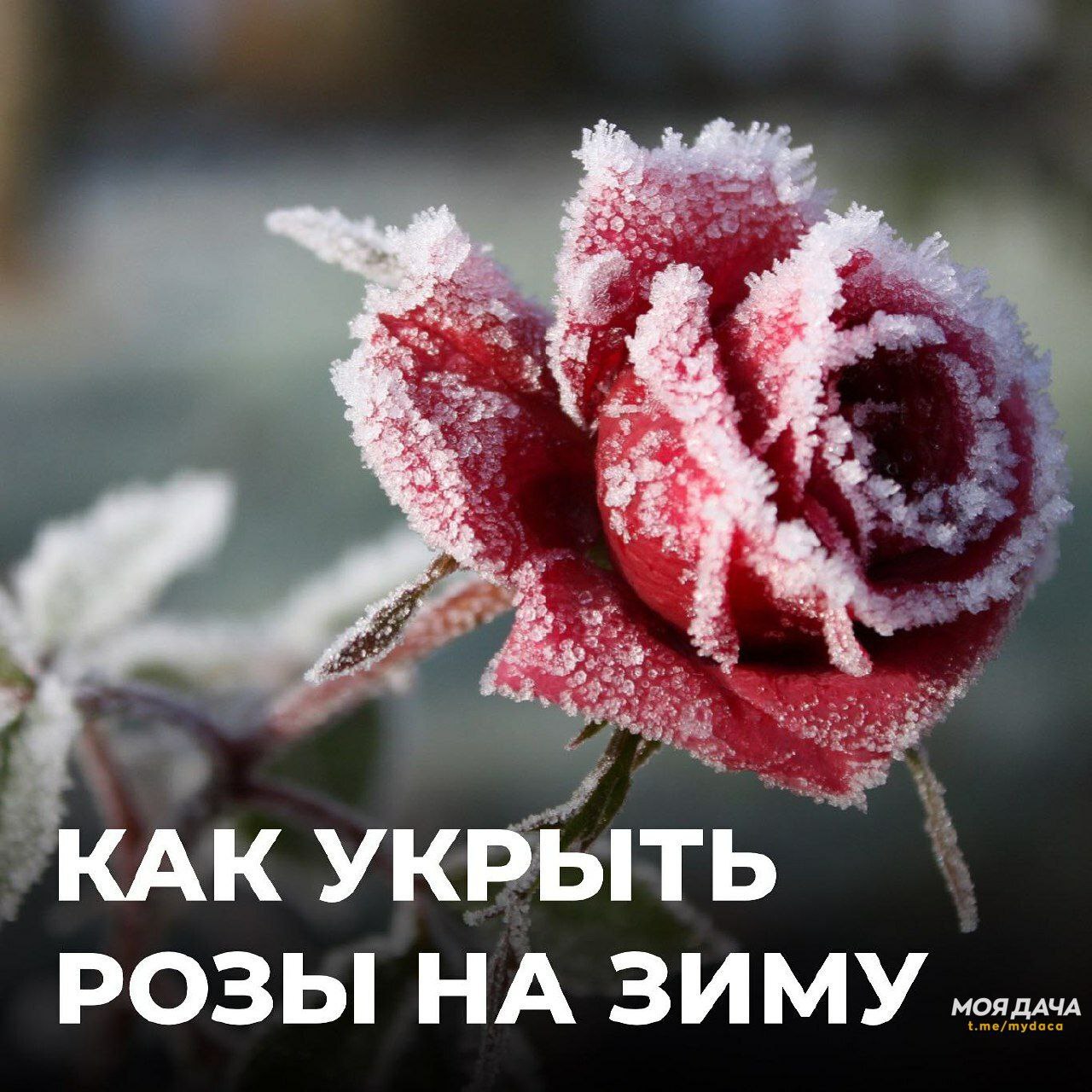 ❄️ Как подготовить розы к зиме?