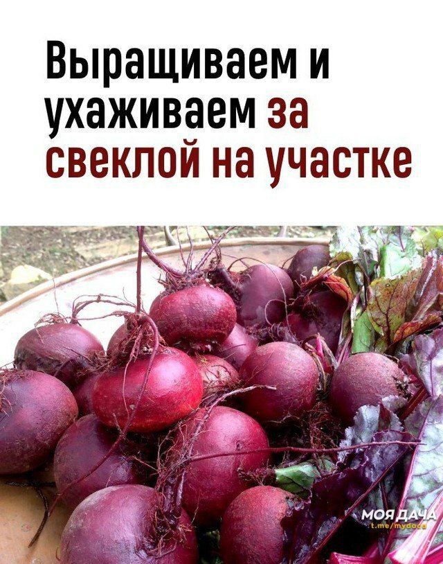 Сажать свеклу рассадой лучше всего 🙅‍♂️