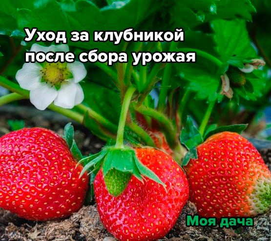 Уход за клубникой после сбора урожая 🍓