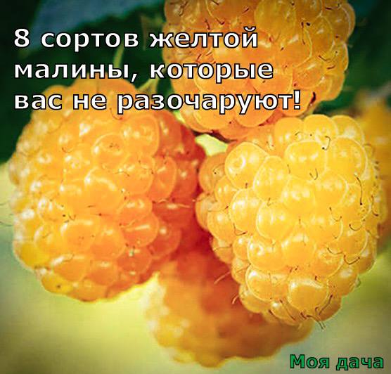 8 сортов желтой малины, которые вас не разочаруют 💛