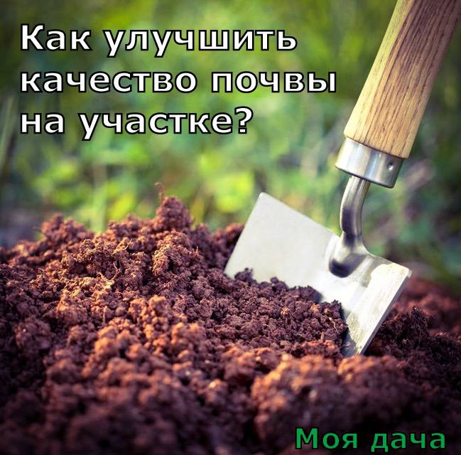 Как улучшить качество почвы на участке? 🎍
