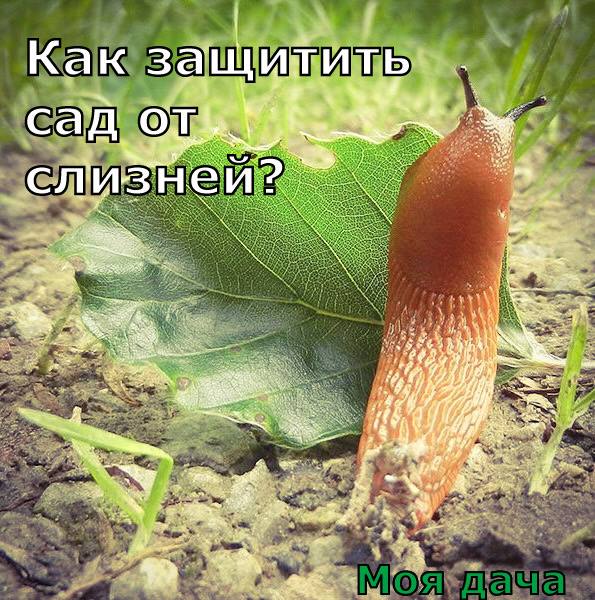 Как защитить сад от слизней? 🐌