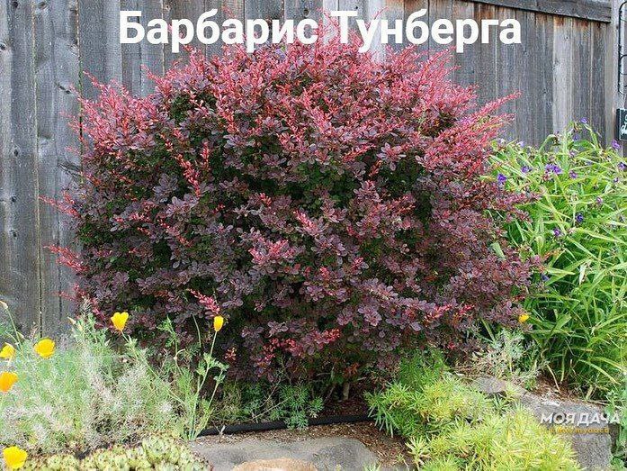 5 лучших тенелюбивых кустарников для сада 🌳