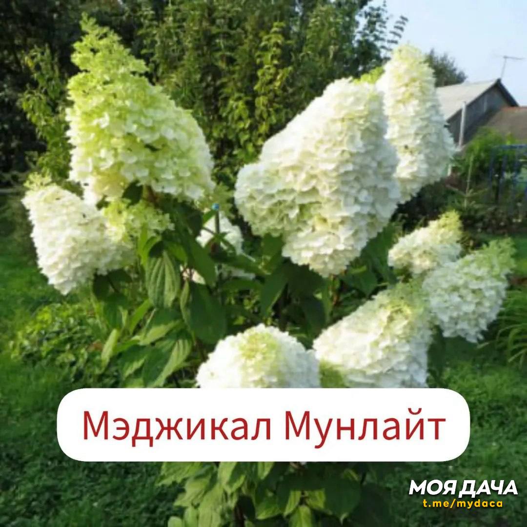 10 лучших сортов метельчатых гортензий 🌺