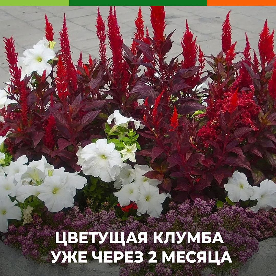 Цветущая клумба уже через 2 месяца! 🌷 Это возможно, если подобрать правильные растения!